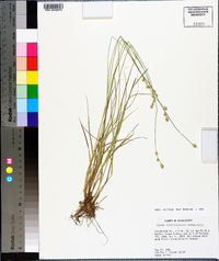 Carex albolutescens image