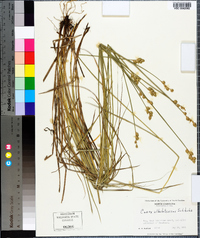 Carex albolutescens image