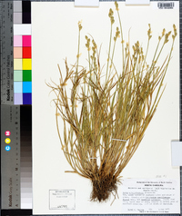 Carex albolutescens image