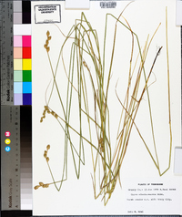 Carex albolutescens image