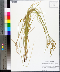 Carex albolutescens image