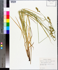 Carex argyrantha image