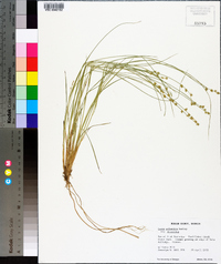 Carex atlantica subsp. atlantica image