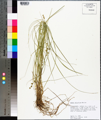 Carex atlantica subsp. atlantica image