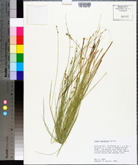 Carex atlantica subsp. atlantica image