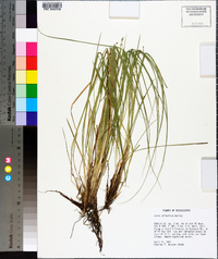 Carex atlantica subsp. atlantica image