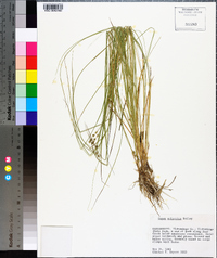 Carex atlantica subsp. atlantica image