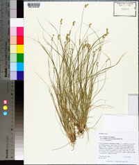 Carex atlantica subsp. capillacea image