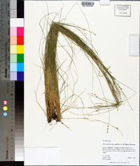 Carex atlantica subsp. capillacea image