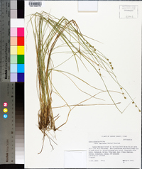 Carex atlantica subsp. capillacea image