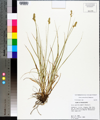 Carex austrina image