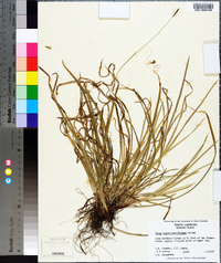 Carex austrina image