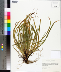 Carex austrina image