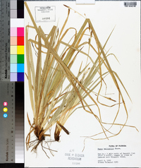 Carex baltzellii image