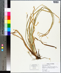 Carex baltzellii image