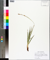 Carex baltzellii image