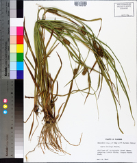 Carex baileyi image