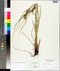 Carex baileyi image