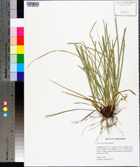 Carex basiantha image