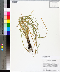 Carex basiantha image