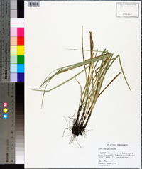 Carex basiantha image