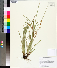 Carex basiantha image