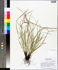 Carex basiantha image