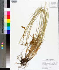 Carex brevior image