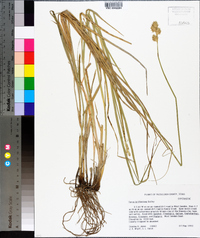 Carex tetrastachya image