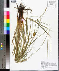 Carex bullata image