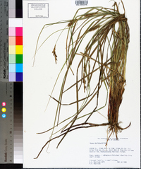 Carex bullata image