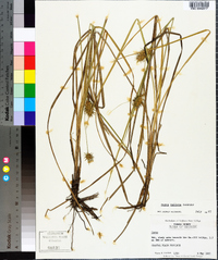 Carex bullata image