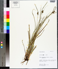 Carex bushii image