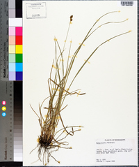 Carex bushii image