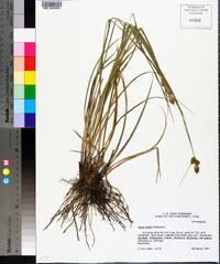 Carex bushii image