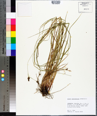 Carex caroliniana image