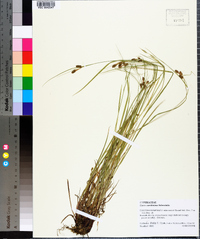 Carex caroliniana image