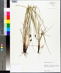 Carex caroliniana image