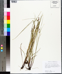 Carex caroliniana image