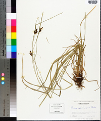 Carex caroliniana image
