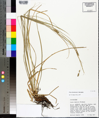 Carex cherokeensis image