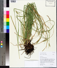 Carex cherokeensis image