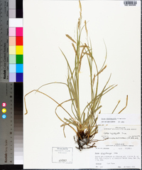 Carex cherokeensis image