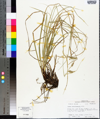 Carex cherokeensis image