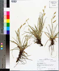 Carex cherokeensis image