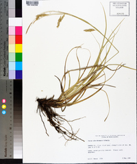 Carex cherokeensis image