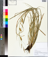 Carex cherokeensis image