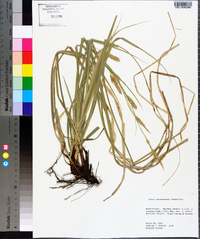 Carex cherokeensis image