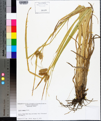 Carex comosa image