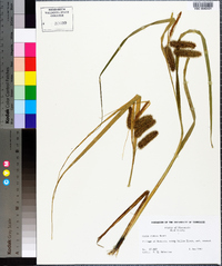 Carex comosa image